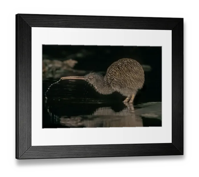 Framed Print : Southern Tokoeka / Stewart Island Brown Kiwi (Apteryx australis lawryi) female drinking Framed Print : Southern Tokoeka / Stewart Island Brown Kiwi (Apteryx australis lawryi) female drinking