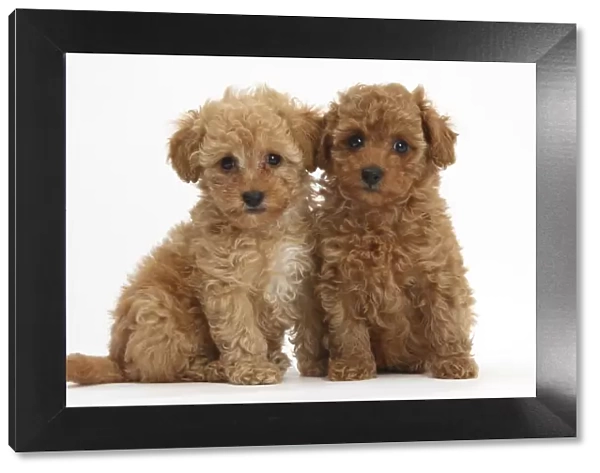 Two cute red Toy Poodle puppies, against white background