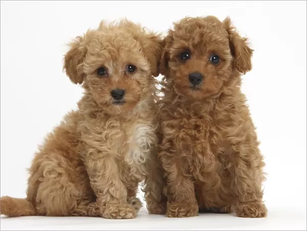 Two cute red Toy Poodle puppies, against white background