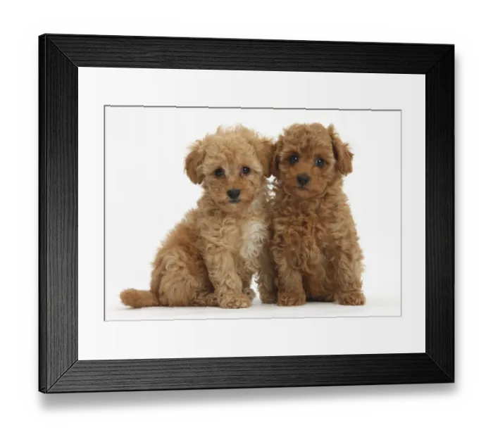 Framed Print : Two cute red Toy Poodle puppies, against white background Framed Print : Two cute red Toy Poodle puppies, against white background