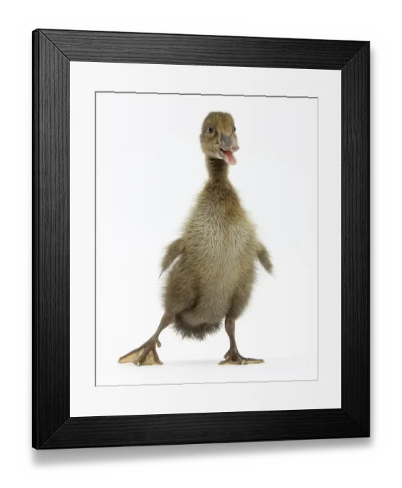 Framed Print : Brown Duckling cheeping, against white background Framed Print : Brown Duckling cheeping, against white background