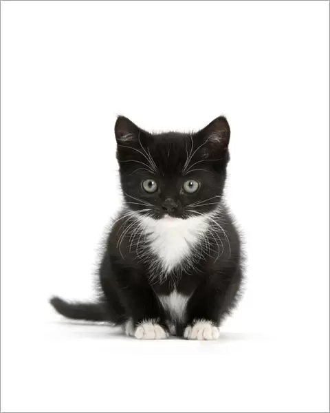 Black-and-white kitten sitting, against white background