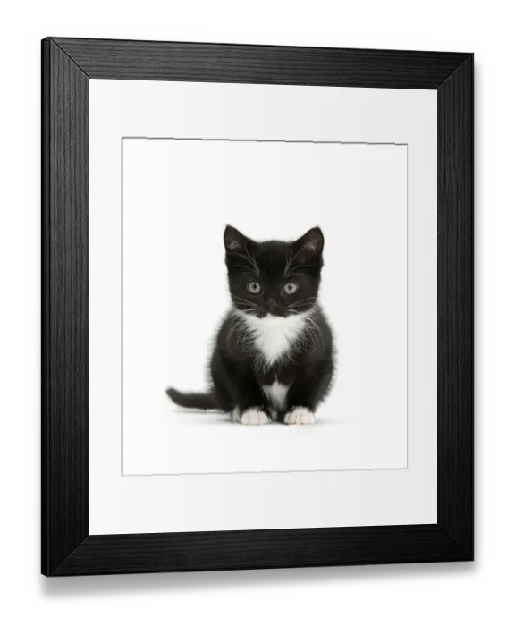 Framed Print : Black-and-white kitten sitting, against white background