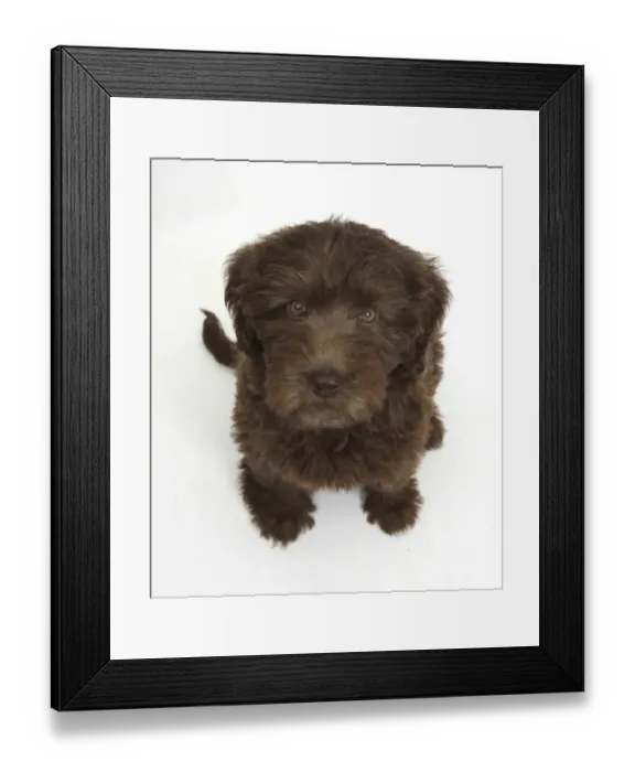 Framed Print : Chocolate Labradoodle puppy, 9 weeks, sitting and looking up, against white background Framed Print : Chocolate Labradoodle puppy, 9 weeks, sitting and looking up, against white background
