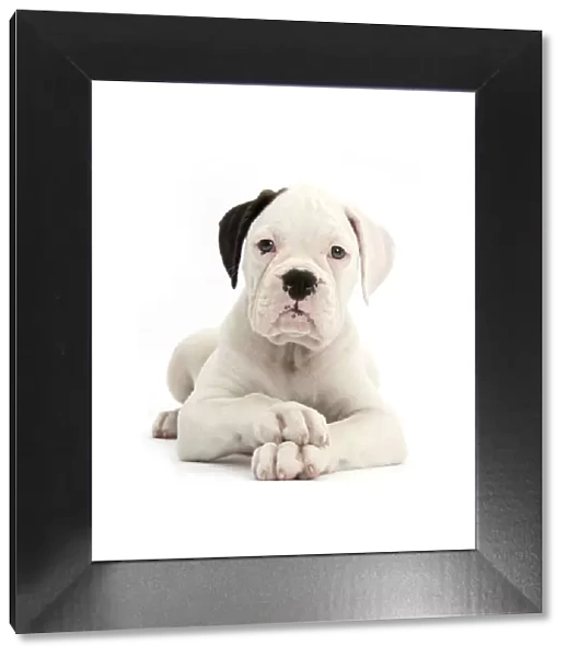 Black eared white Boxer puppy, lying with head up and crossed paws, against white