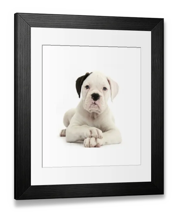 Framed Print : Black eared white Boxer puppy, lying with head up and crossed paws, against white Framed Print : Black eared white Boxer puppy, lying with head up and crossed paws, against white