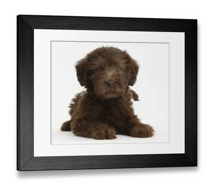Framed Print : Chocolate Labradoodle puppy, 9 weeks, lying with head up, against white background Framed Print : Chocolate Labradoodle puppy, 9 weeks, lying with head up, against white background