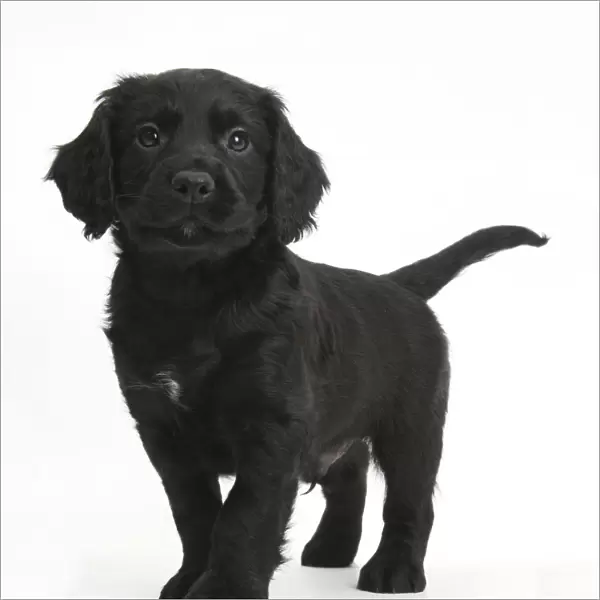 Black Cocker Spaniel puppy standing, against white background
