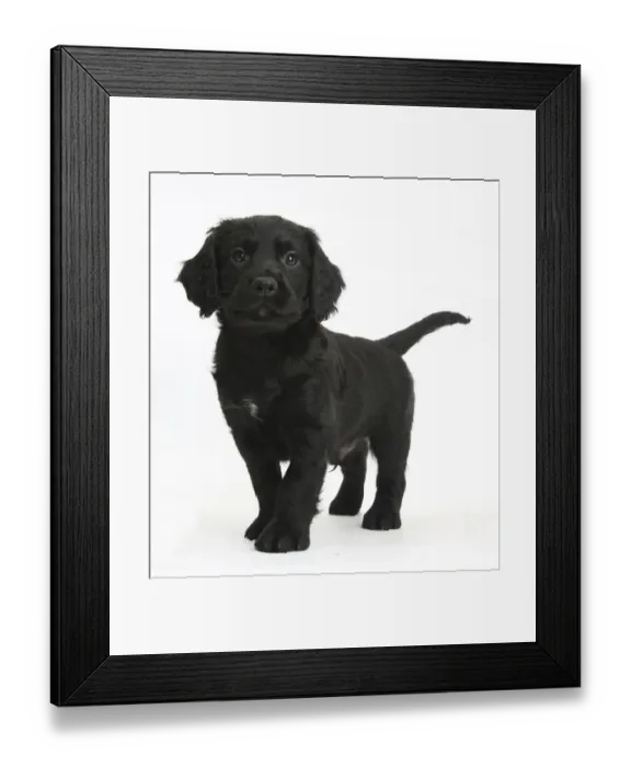 Framed Print : Black Cocker Spaniel puppy standing, against white background Framed Print : Black Cocker Spaniel puppy standing, against white background