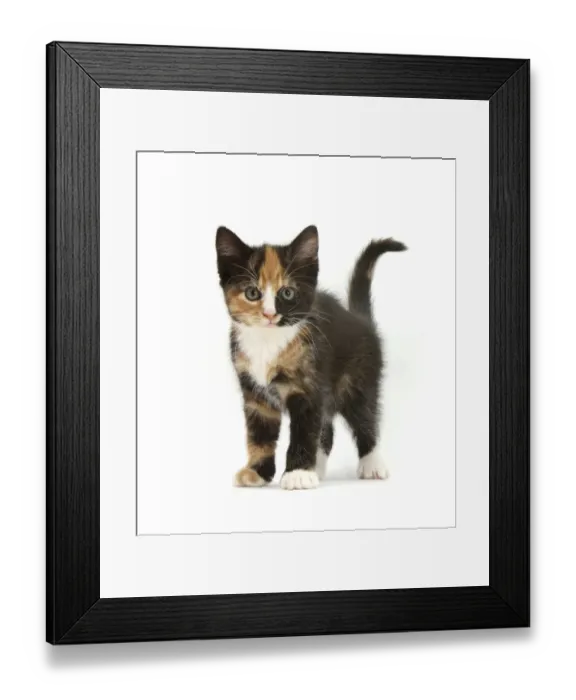 Framed Print : Tortoiseshell kitten, standing, against white background Framed Print : Tortoiseshell kitten, standing, against white background