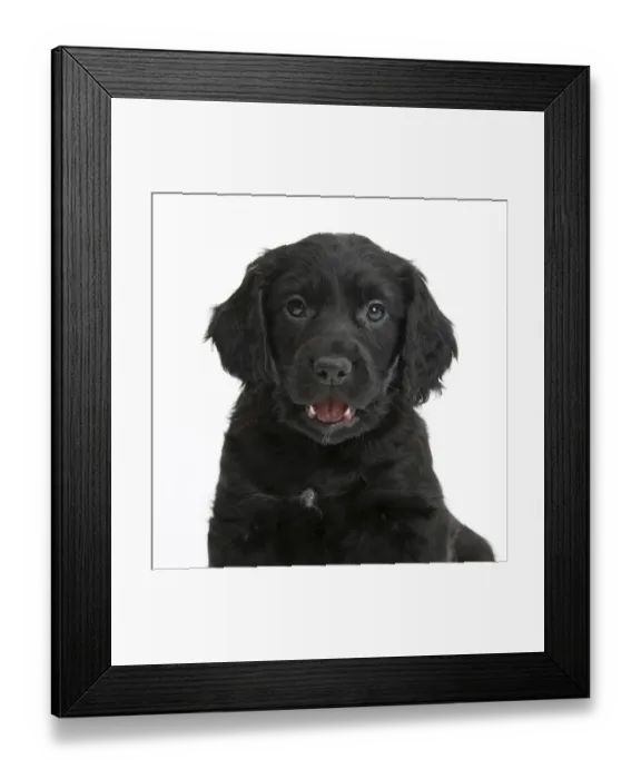 Framed Print : Black Cocker Spaniel puppy, against white background Framed Print : Black Cocker Spaniel puppy, against white background
