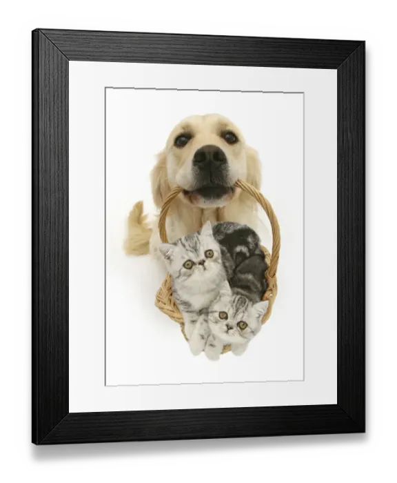 Framed Print : Labrador retriever carrying basket of kittens, white Background Framed Print : Labrador retriever carrying basket of kittens, white Background