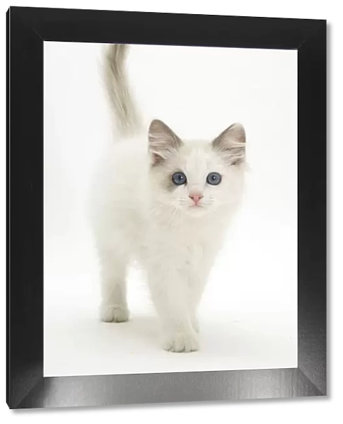 Blue-eyed Ragdoll kitten walking forward, against white background