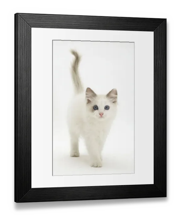 Framed Print : Blue-eyed Ragdoll kitten walking forward, against white background Framed Print : Blue-eyed Ragdoll kitten walking forward, against white background