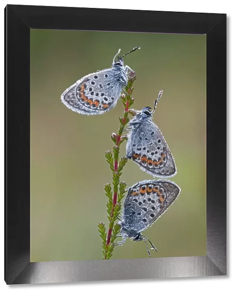 Three Silver studded blue butterflies (Plebejus argus) covered in dew, Klein Schietveld