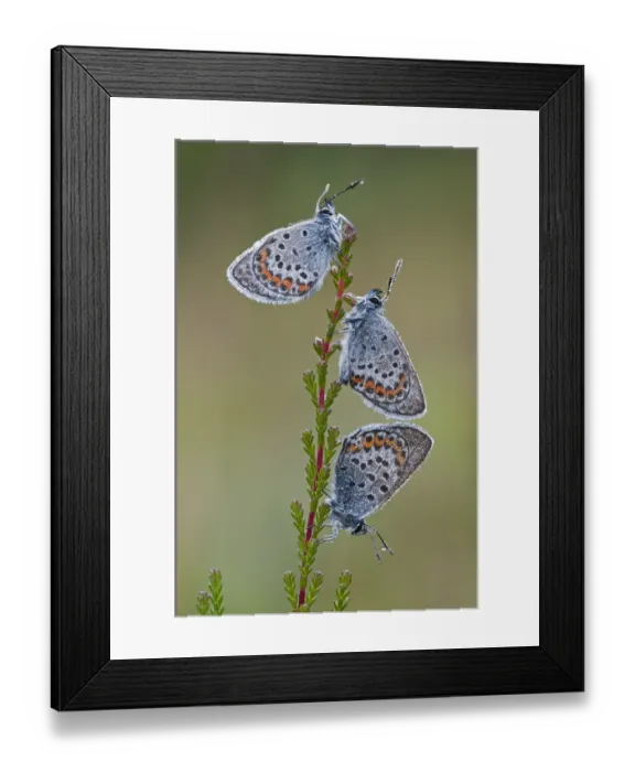 Framed Print : Three Silver studded blue butterflies (Plebejus argus) covered in dew, Klein Schietveld Framed Print : Three Silver studded blue butterflies (Plebejus argus) covered in dew, Klein Schietveld