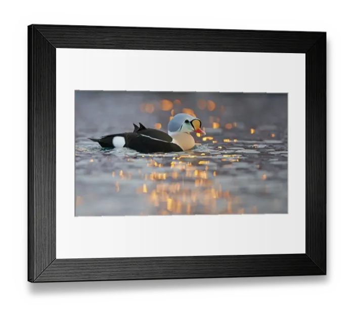 Framed Print : Male King eider duck (Somateria spectabilis) on water, Batsfjord, Norway, March Framed Print : Male King eider duck (Somateria spectabilis) on water, Batsfjord, Norway, March
