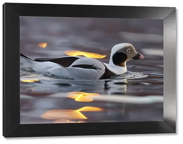 Male Long tailed duck (Clangula hyemalis) on water, Batsfjord, Norway, March