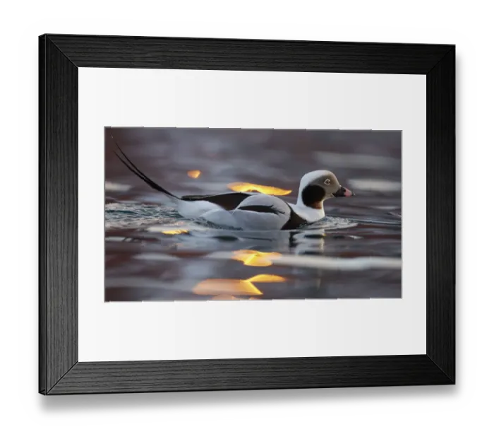Framed Print : Male Long tailed duck (Clangula hyemalis) on water, Batsfjord, Norway, March Framed Print : Male Long tailed duck (Clangula hyemalis) on water, Batsfjord, Norway, March