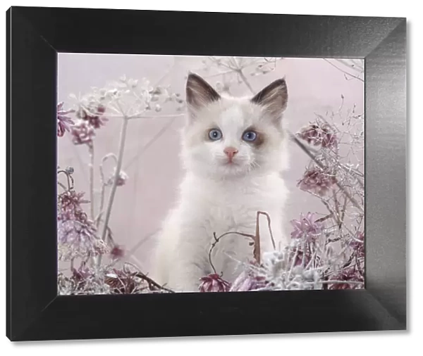 Blue-eyed bicolour ragdoll-cross kitten, Fergus, among frosty everlasting daisies