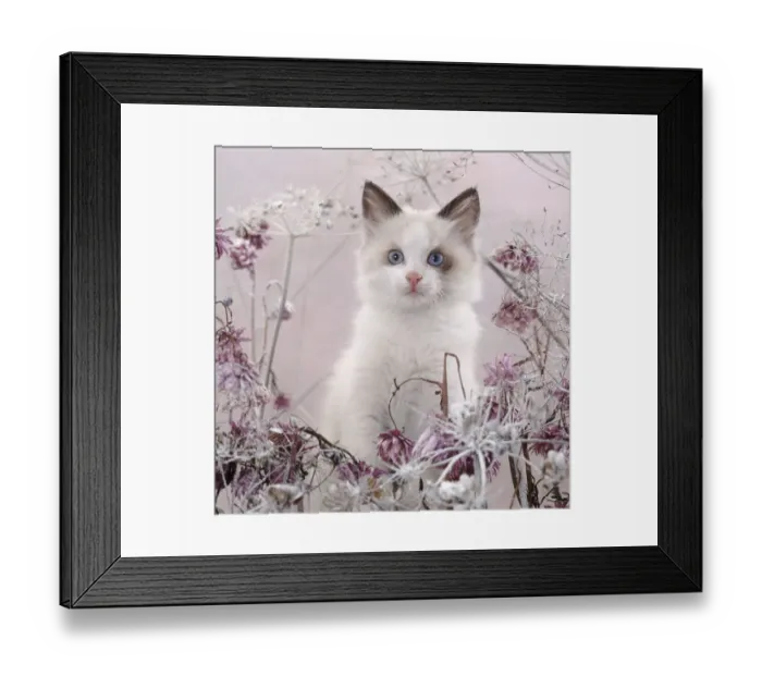 Framed Print : Blue-eyed bicolour ragdoll-cross kitten, Fergus, among frosty everlasting daisies Framed Print : Blue-eyed bicolour ragdoll-cross kitten, Fergus, among frosty everlasting daisies