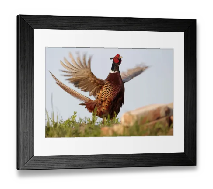 Framed Print : Male Pheasant (Phasianus colchicus) flapping wings, Hungary, June Framed Print : Male Pheasant (Phasianus colchicus) flapping wings, Hungary, June