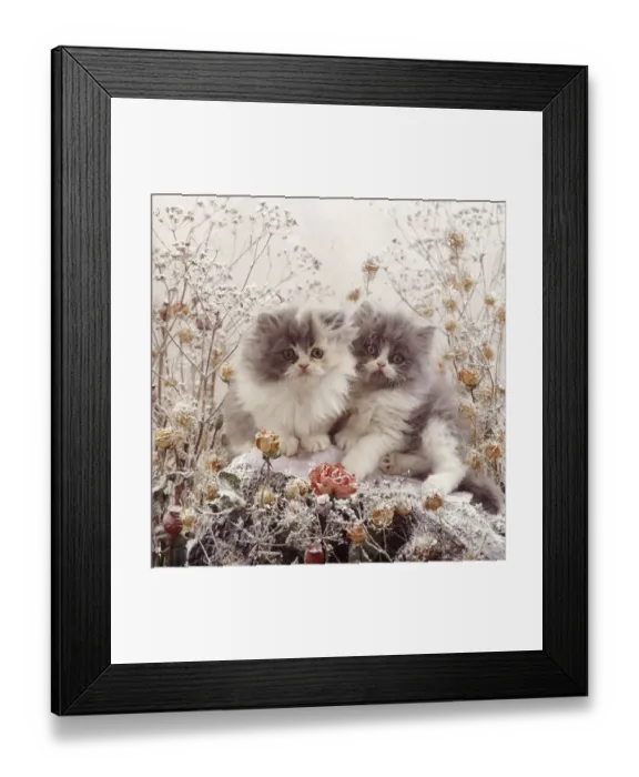 Framed Print : Persian kittens among snowy flowers Framed Print : Persian kittens among snowy flowers