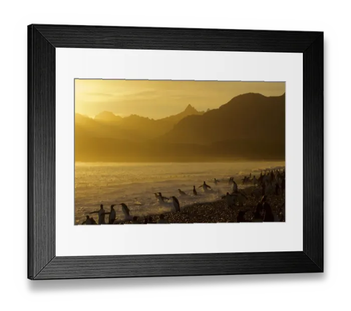 Framed Print : King Penguins (Aptenodytes patagonicus) on beach at sunrise, South Georgia Island, March