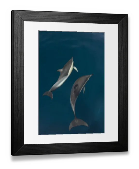 Framed Print : Common dolphins (Delphinus delphis) pair in mating ritual, Atlantic ocean, Portugal, July Framed Print : Common dolphins (Delphinus delphis) pair in mating ritual, Atlantic ocean, Portugal, July