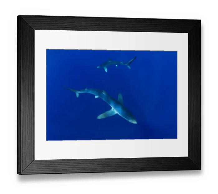 Framed Print : Blue sharks (Prionace glauca) Faial Island, Azores, Portugal, Atlantic Ocean, September Framed Print : Blue sharks (Prionace glauca) Faial Island, Azores, Portugal, Atlantic Ocean, September