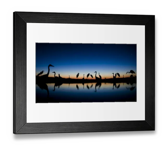 Framed Print : Grey herons (Ardea cinerea) standing in water a dawn, Puszaszer, Hungary, July Framed Print : Grey herons (Ardea cinerea) standing in water a dawn, Puszaszer, Hungary, July