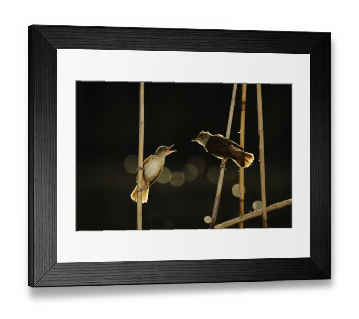 Framed Print : Great reed warbler (Arcocephalus arundinaceus) chick begging for food, with bokeh affect from water Framed Print : Great reed warbler (Arcocephalus arundinaceus) chick begging for food, with bokeh affect from water