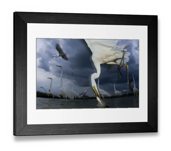 Framed Print : Great egret (Ardea alba) feeding on fish, Pusztaszer, Hungary, June Framed Print : Great egret (Ardea alba) feeding on fish, Pusztaszer, Hungary, June