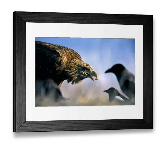 Framed Print : Hooded crow (Corvus coronix) and Eurasian Magpie (Pica pica) waiting to scavenging Framed Print : Hooded crow (Corvus coronix) and Eurasian Magpie (Pica pica) waiting to scavenging