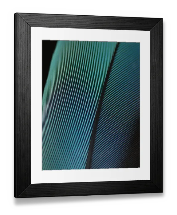 Framed Print : Blue-and-yellow Macaw (Ara ararauna) feather against black background Framed Print : Blue-and-yellow Macaw (Ara ararauna) feather against black background