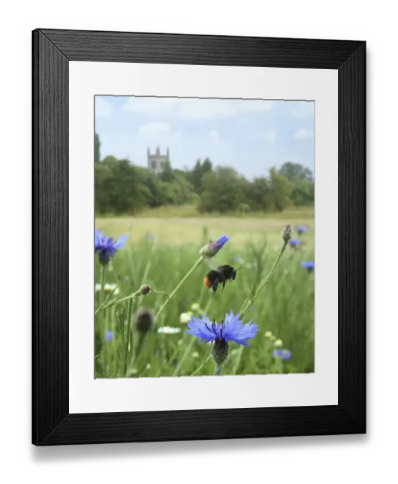 Framed Print : Red-tailed bumblebee (Bombus lapidarius) taking off from Cornflower (Centaurea cyanea) Framed Print : Red-tailed bumblebee (Bombus lapidarius) taking off from Cornflower (Centaurea cyanea)