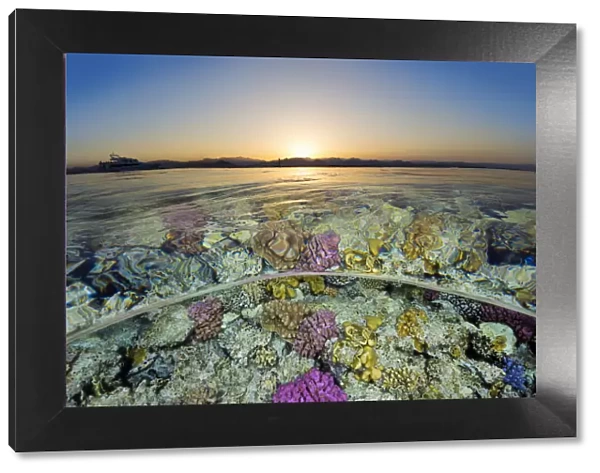 Split level view of shallow coral reef in the Red Sea at sunset. Gordon Reef, Sinai, Egypt