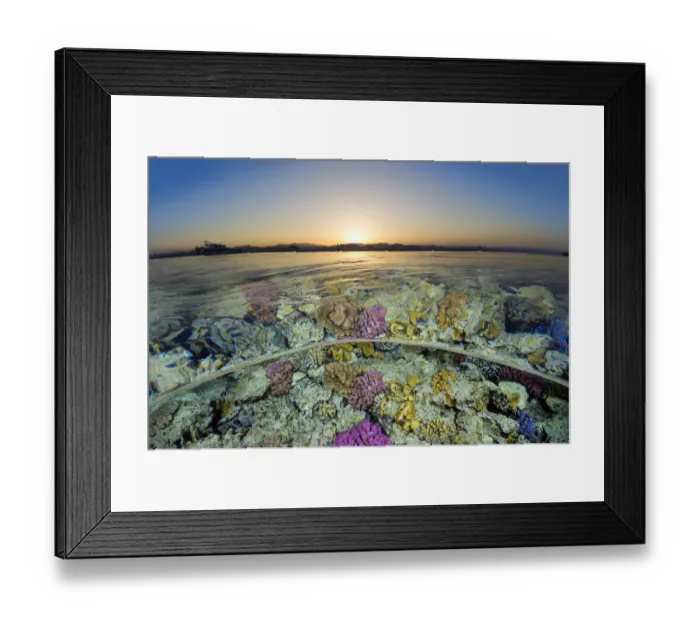 Framed Print : Split level view of shallow coral reef in the Red Sea at sunset. Gordon Reef, Sinai, Egypt Framed Print : Split level view of shallow coral reef in the Red Sea at sunset. Gordon Reef, Sinai, Egypt