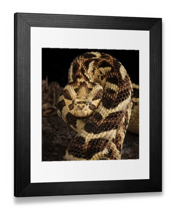 Framed Print : Puff Adder (Bitis arietans) captive occurs in Tanzania Framed Print : Puff Adder (Bitis arietans) captive occurs in Tanzania