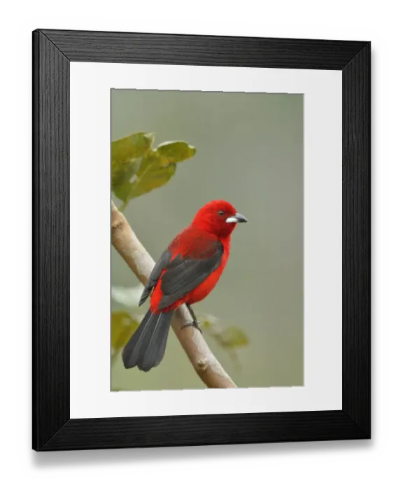 Framed Print : Brazilian tanager (Ramphocelus bresilius) perched on branch, Serrinha do Alambari Framed Print : Brazilian tanager (Ramphocelus bresilius) perched on branch, Serrinha do Alambari