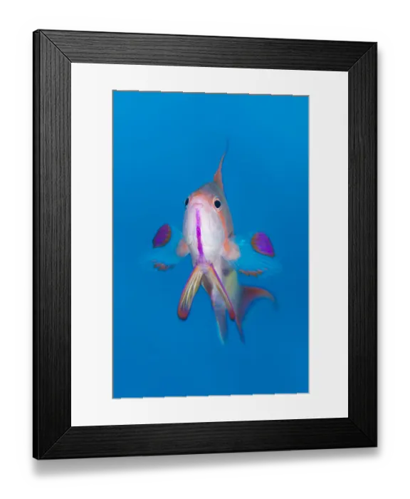 Framed Print : Portrait of male Scalefin anthias (Pseudanthias squamipinnis) swimming in open water Framed Print : Portrait of male Scalefin anthias (Pseudanthias squamipinnis) swimming in open water