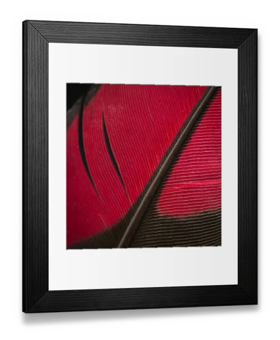 Framed Print : Guinea Turaco (Tauraco persa) wing feather against black background Framed Print : Guinea Turaco (Tauraco persa) wing feather against black background