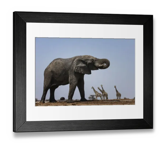 Framed Print : African elephant (Loxodonta africana) with Giraffes (Giraffa camelopardalis) and an Ostrich Framed Print : African elephant (Loxodonta africana) with Giraffes (Giraffa camelopardalis) and an Ostrich