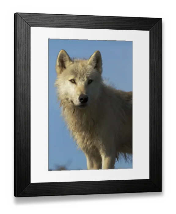 Framed Print : Grey wolf (Canis lupus) Katmai National Park, Alaska, USA, August Framed Print : Grey wolf (Canis lupus) Katmai National Park, Alaska, USA, August
