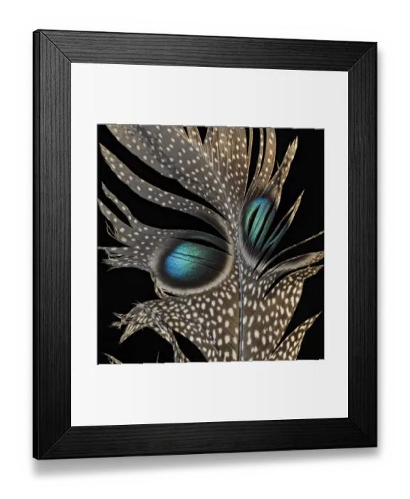 Framed Print : Mountain peacock-pheasant (Polyplectron inopinatum) feather against black background Framed Print : Mountain peacock-pheasant (Polyplectron inopinatum) feather against black background