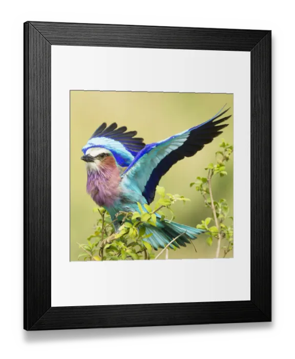 Framed Print : Lilac-breasted roller (Coracias caudata) stretching wings on acacia branch Framed Print : Lilac-breasted roller (Coracias caudata) stretching wings on acacia branch