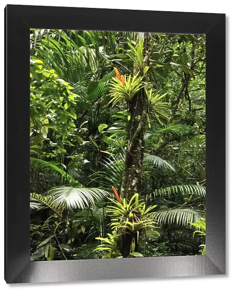 Bromeliads (Bromeliaceae) in flower in rainforest, Salto Morato Nature Reserve  /  RPPN Salto Morato