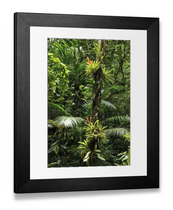 Framed Print : Bromeliads (Bromeliaceae) in flower in rainforest, Salto Morato Nature Reserve / RPPN Salto Morato Framed Print : Bromeliads (Bromeliaceae) in flower in rainforest, Salto Morato Nature Reserve / RPPN Salto Morato