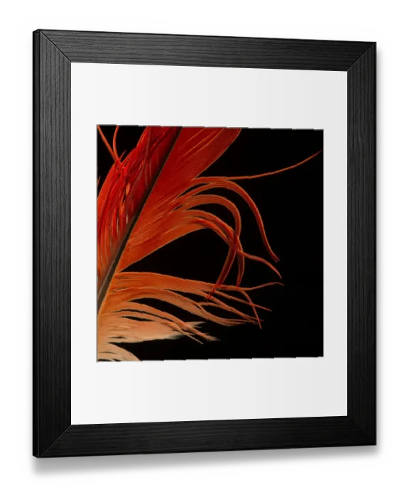 Framed Print : Congo African Grey Parrot (Psittacus erithacus) tail feather against black background