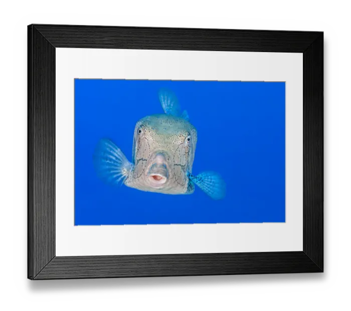 Framed Print : Male Yellow boxfish (Ostracion cubicus) displaying, Ras Mohammed Marine Park, Sinai, Egypt. Red Sea Framed Print : Male Yellow boxfish (Ostracion cubicus) displaying, Ras Mohammed Marine Park, Sinai, Egypt. Red Sea